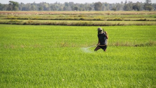 Rice-field-Cambodia